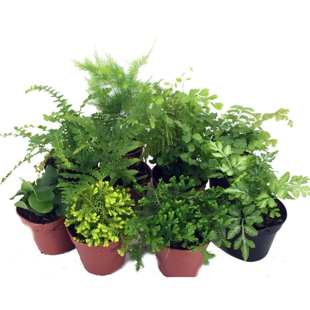Happy Bonsai 2.4 and 3 Mini Green Pots Value Set of 2